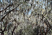 QUERCUS VIRGINIANA WITH TILLANDSIA USNEOIDES (SPANISH MOSS) AND AZALEA