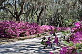 QUERCUS VIRGINIANA WITH TILLANDSIA USNEOIDES (SPANISH MOSS) AND AZALEA