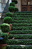 FICUS PUMILA, CREEPING FIG, ON GARDEN STEPS