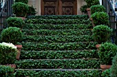 FICUS PUMILA, CREEPING FIG, ON GARDEN STEPS