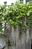 TILLANDSIA USNEOIDES, SPANISH MOSS