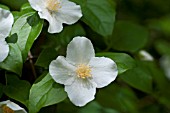 PHILADELPHUS