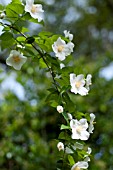 PHILADELPHUS