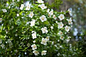 PHILADELPHUS