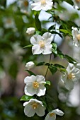 PHILADELPHUS