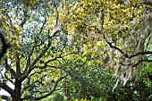 QUERCUS VIRGINIANA WITH TILLANDSIA USNEOIDES (SPANISH MOSS)