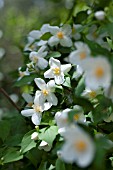 PHILADELPHUS, MOCK ORANGE BLOSSOMS