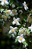 PHILADELPHUS, MOCK ORANGE BLOSSOMS