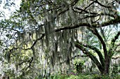 QUERCUS VIRGINIANA WITH TILLANDSIA USNEOIDES (SPANISH MOSS)