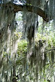 QUERCUS VIRGINIANA WITH TILLANDSIA USNEOIDES (SPANISH MOSS)