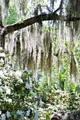 QUERCUS VIRGINIANA WITH TILLANDSIA USNEOIDES (SPANISH MOSS)