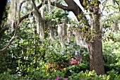 QUERCUS VIRGINIANA WITH TILLANDSIA USNEOIDES (SPANISH MOSS)