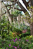 QUERCUS VIRGINIANA WITH TILLANDSIA USNEOIDES (SPANISH MOSS)