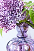 SYRINGA VULGARIS, LILAC IN PURPLE GLASS PITCHER