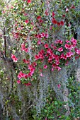 TILLANDSIA USNEOIDES (SPANISH MOSS) WITH AZALEAS