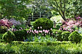 TULIPA, VIOLA, AZALEA AND BUXUS SEMPERVIRENS IN FORMAL SPRING GARDEN