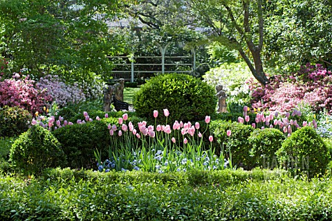 TULIPA_VIOLA_AZALEA_AND_BUXUS_SEMPERVIRENS_IN_FORMAL_SPRING_GARDEN