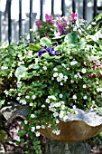 CYCLAMEN, BACOPA, PRIMULA VULGARIS IN STONE URN