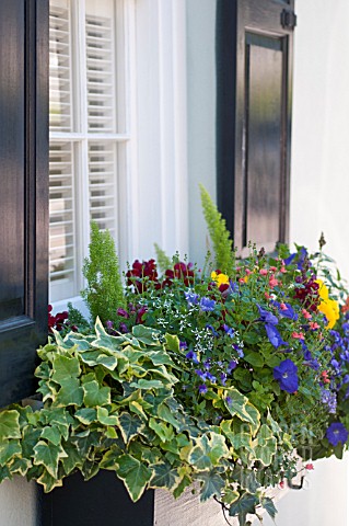 WINDOW_BOX