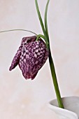 FRITILLARIA MELEAGRIS