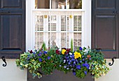 WINDOW BOX WITH VARIEGATED IVY, VIOLAS, PANSIES, SNAPDRAGONS AND PETUNIA