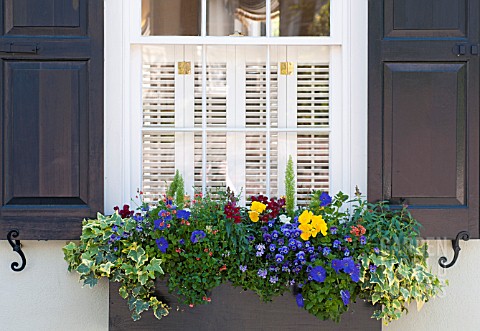 WINDOW_BOX_WITH_VARIEGATED_IVY_VIOLAS_PANSIES_SNAPDRAGONS_AND_PETUNIA