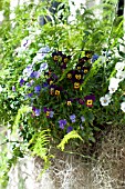 WINDOW BOX WITH VIOLAS, FERNS AND SPANISH MOSS