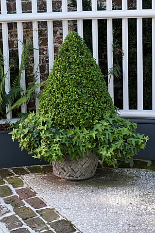 BUXUS_SEMPERVIRENS_IN_STONE_URN_WITH_HELIX_HEDERA