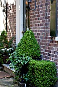 BUXUS SEMPERVIRENS TOPIARY IN FORMAL GARDEN