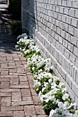 VIOLA, WHITE PANSIES LINING BRICK GARDEN PATH