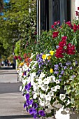 CALIBRACHOA, VIOLA, HELIX HEDERA AND ANTHIRRINUM IN WINDOW BOX