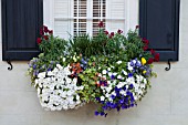 CALIBRACHOA, VIOLA, HELIX HEDERA AND ANTHIRRINUM IN WINDOW BOX