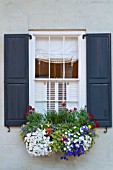 CALIBRACHOA, VIOLA, HELIX HEDERA AND ANTHIRRINUM IN WINDOW BOX