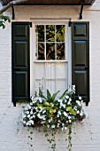 CALIBRACHOA IN WINDOW BOX