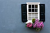 HELIX HEDERA AND CALIBRACHOA IN WINDOW BOX