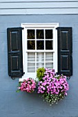 HELIX HEDERA AND CALIBRACHOA IN WINDOW BOX