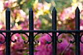 BLACK IRON FENCE IN FRONT OF GARDEN OF PINK AZALEAS