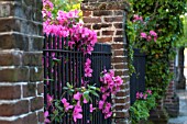 AZALEA ON IRON FENCE