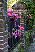 AZALEA ON IRON FENCE