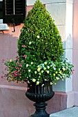 BUXUS SEMPERVIRENS WITH VIOLA, LAMIUM AND CALIBRACHOA IN BLACK URN