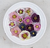 HELLEBORUS X HYBRIDUS BLOSSOMS FLOATING IN WATER