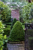 BUXUS SEMPERVIRENS IN CONICAL TOPIARY IN FORMAL GARDEN