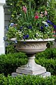 BUXUS SEMPERVIRENS, VIOLA, PANSY AND RANUNCULUS IN GARDEN URN