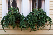 FATSIA JAPONICA, HELIX HEDERA, ROSMARINUS OFFICINALIS IN WINDOW BOX