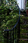 FICUS PUMILA ON GARDEN STEPS