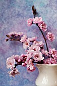 PRUNUS BLIREIANA BLOSSOMS IN PITCHER