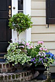 PHILADELPHUS, VIOLA, BACOPA, OSTEOSPERMUM, HELIX IN URNS ON ENTRANCE STEPS