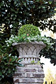 BUXUS SEMPERIVIRENS TOPIARY, IN DECORATIVE GARDEN URN WITH ANNUALS