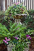 CYCLAMEN, BACOPA, PRIMULA VULGARIS IN STONE PLANTER AND URN