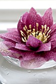 HELLEBORUS X HYBRIDUS BLOSSOM FLOATING IN WATER